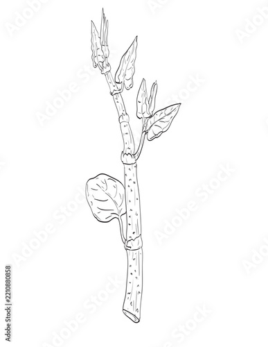 Drawing sketch style illustration of Japanese knotweed or Reynoutria japonica an herbaceous perennial and wild edible plant on isolated background done in black and white line art.