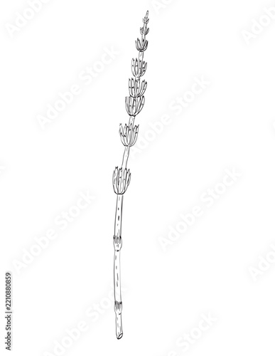 Drawing sketch style illustration of horsetail or equisetum of the genus Equisetaceae, a family of vascular plants and wild edible plant on isolated background done in black and white line art.