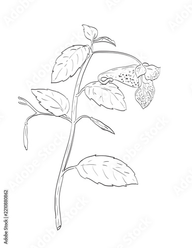 Drawing sketch style illustration of Spotted touch-me-not Impatiens capensis, also known as jewelweed and a wild edible plant on isolated background done in black and white line art.