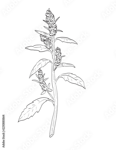 Drawing sketch style illustration of lamb's quarters, Chenopodium album, White goosefoot, in the family Amaranthaceaee and a wild edible plant on isolated background done in black and white line art.