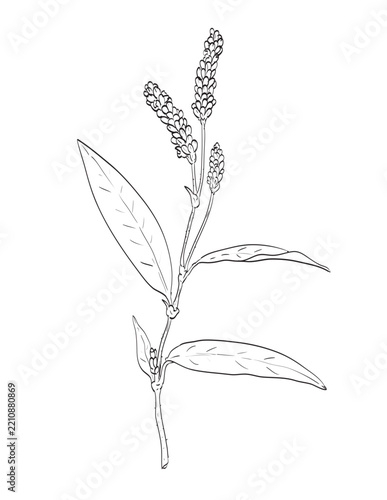 Drawing sketch style illustration of redshank Persicaria maculosa or lady's thumb in the buckwheat family, Polygonaceae and a wild edible plant on isolated background done in black and white line art.