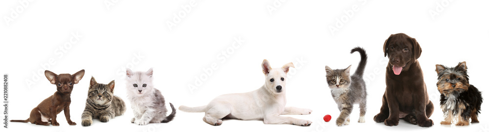 Fototapeta premium Adorable puppies and kittens on white background