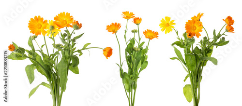 Bright calendula flowers isolated on white, set