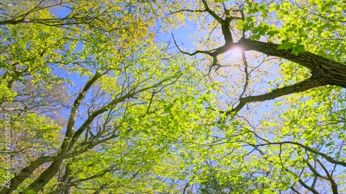 青空を見上げる新緑の木々と木漏れ日輝く美しい森林風景