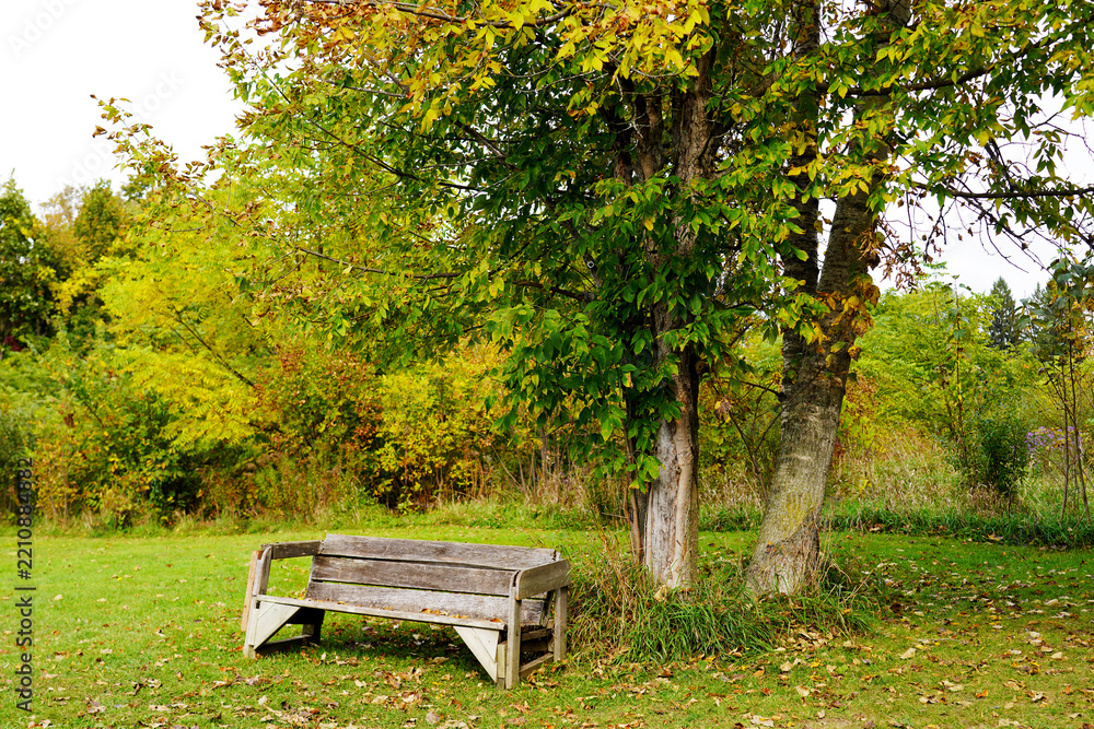 Fototapeta premium A weathered wooden park bench rests beneath deciduous trees on a grassy lawn during early autumn in Ottawa, Ontario, Canada