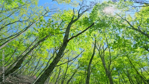 青空を見上げる新緑の木々と木漏れ日輝く美しい森林風景