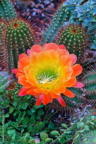 Colorful Orange Cactus Flower in Garden Chicago Botanic Gardens