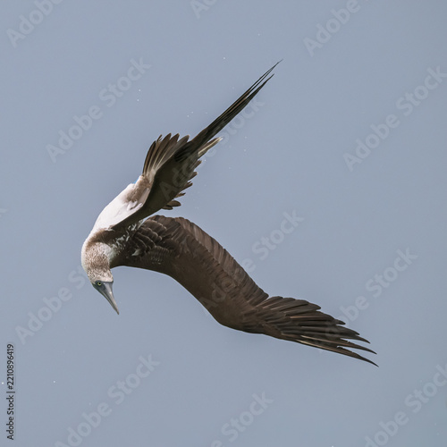 Blue-footed booby observing while flying