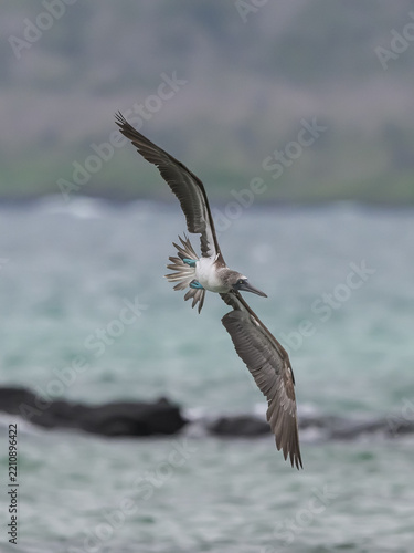 blue-footed booby in flight
