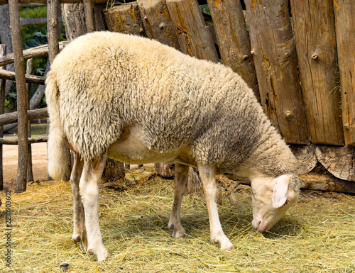 Sheep grazing in a pen at a farm. A sheep is eating grass in a pen made of wood at a farm during daylight hours.