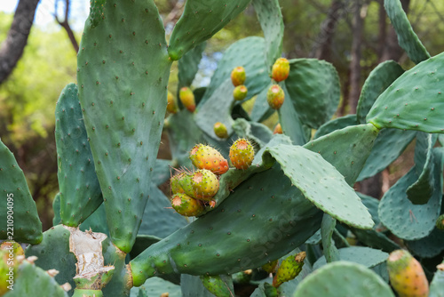 Cactus plant with clusters of ripe yellow prickly pear fruit growing outdoors under bright blue sky, surrounded by lush greenery and leafy tree in Mediterranean landscape during summer