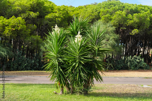 Green and spiky yucca plant stands prominently in foreground by roadside, surrounded by lush trees and grass, soft natural sunlight