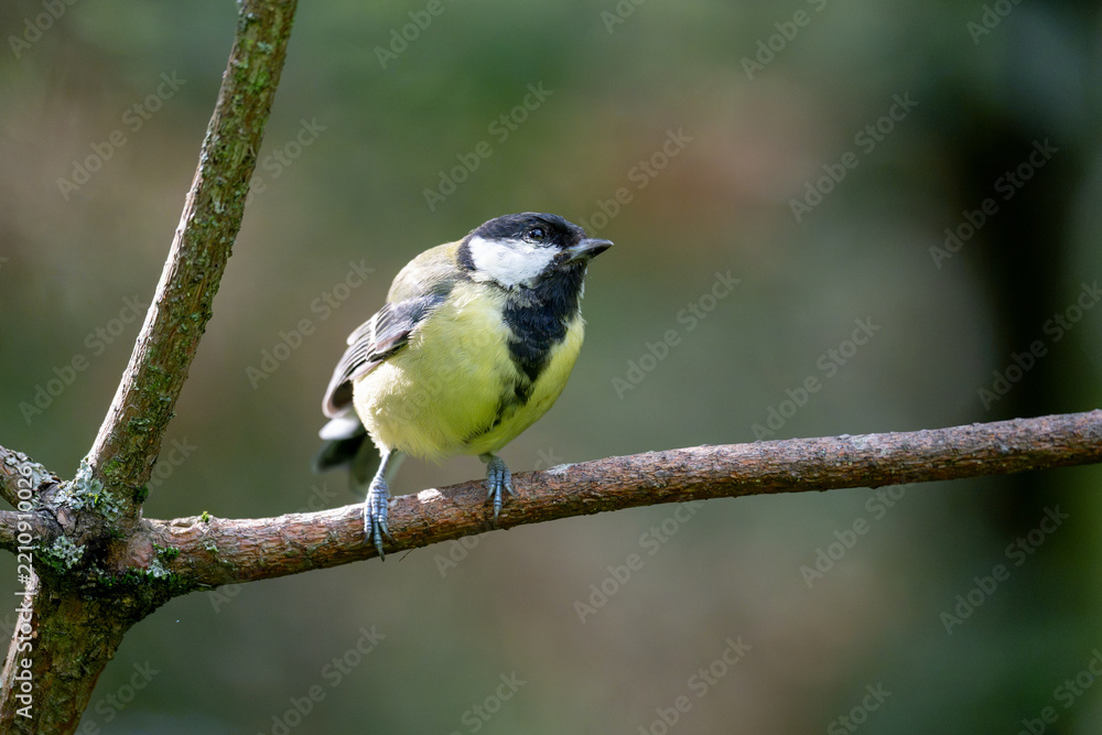 Obraz premium Great tit in side profile perched on a horizontal woodland twig