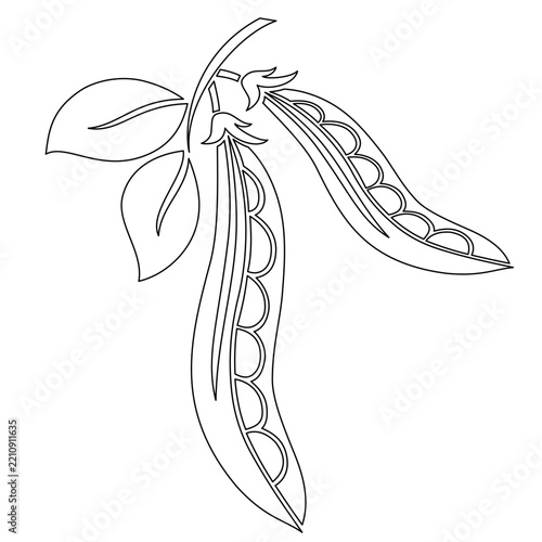 hand drawn sketch of a flower