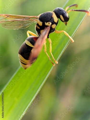 Macro view of a potter wasp resting on a green leaf blade, showing its distinct black and yellow striped pattern.