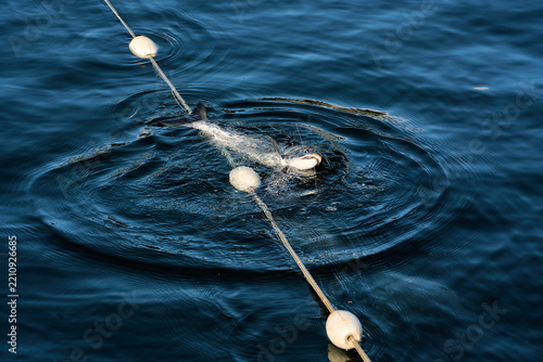 A seal eating a salmon off of a net