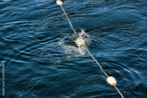 A seal eating a salmon off of a net