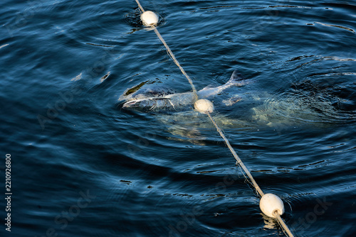 A seal eating a salmon off of a net