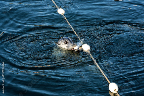 A seal eating a salmon off of a net