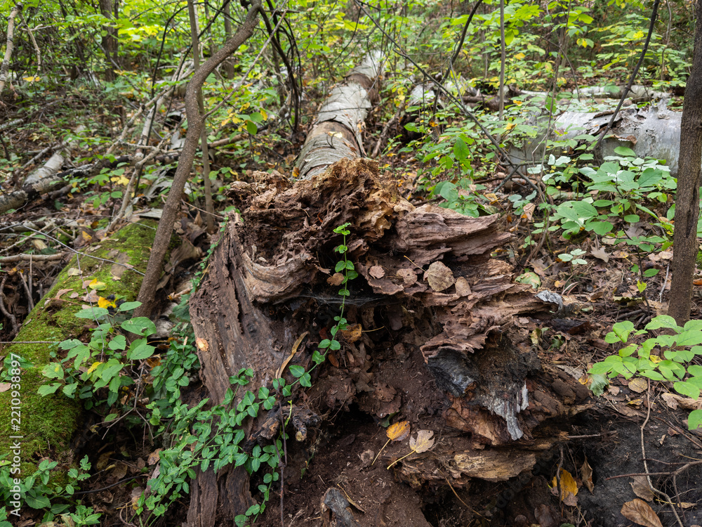 Fototapeta premium Heavily decayed tree stump and fallen deadwood on a woodland floor, with invasive wintercreeper (Euonymus fortunei) spreading as groundcover around the decaying wood.