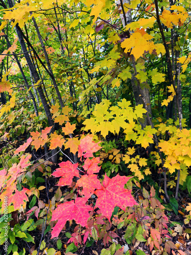 Un arbre en automne, Québec, Canada
