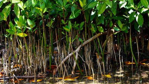 Mangrove roots