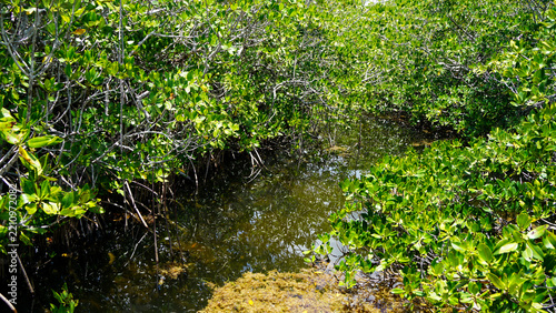 Narrow river in Mangrove forest