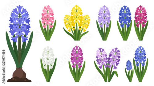 Colorful Hyacinth Flowers Collection Isolated on Transparent Background
