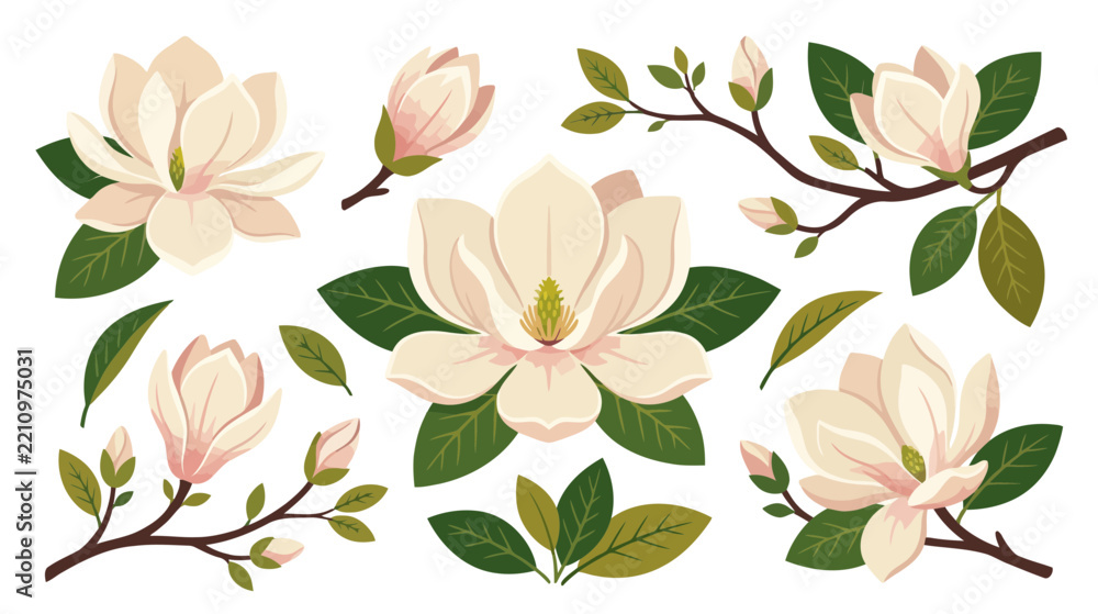 Obraz premium Magnolia Flower Collection Isolated Transparent Background