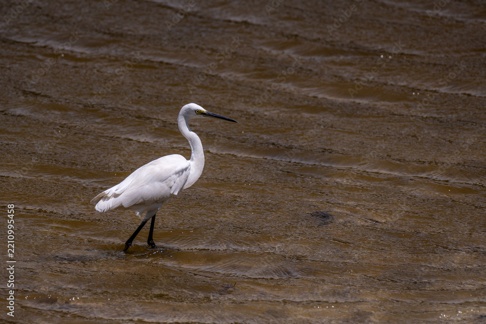 Obraz premium A great white heron on the water, part 8