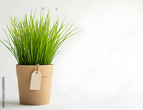 Grass plant in kraft paper pot with tag on white background, minimal, eco, fresh.

