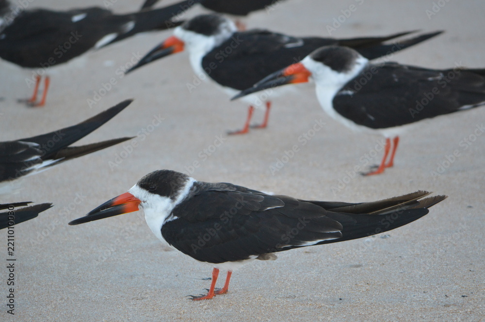 Obraz premium Florida Wildlife An Embezzlement of Skimmers