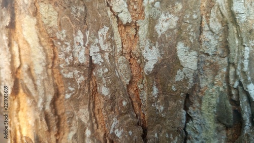 Obraz na plátně Macro shot of aged tree trunk surface, showcasing detailed grooved wooden bark texture as an abstract natural pattern