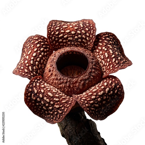 Rafflesia Arnoldii Corpse Flower Isolated on White Background Giant Exotic Tropical Rainforest Plant Close Up