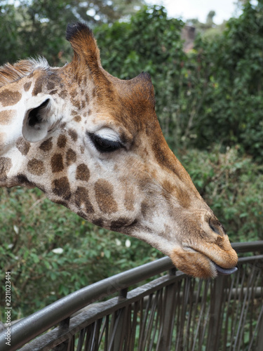 Giraffe Head and Long Neck Beside Wooden Fence at Giraffe Centre Nairobi Kenya