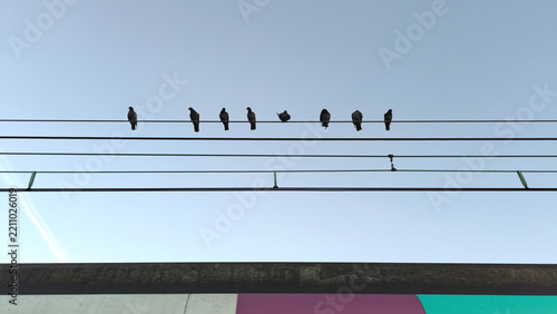 Pigeons Perched in a Row on Overhead Power Lines Against Clear Blue Sky
