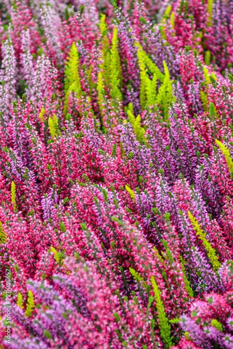 Colorful Blooming Heather Flowers in Pink, Purple and Green