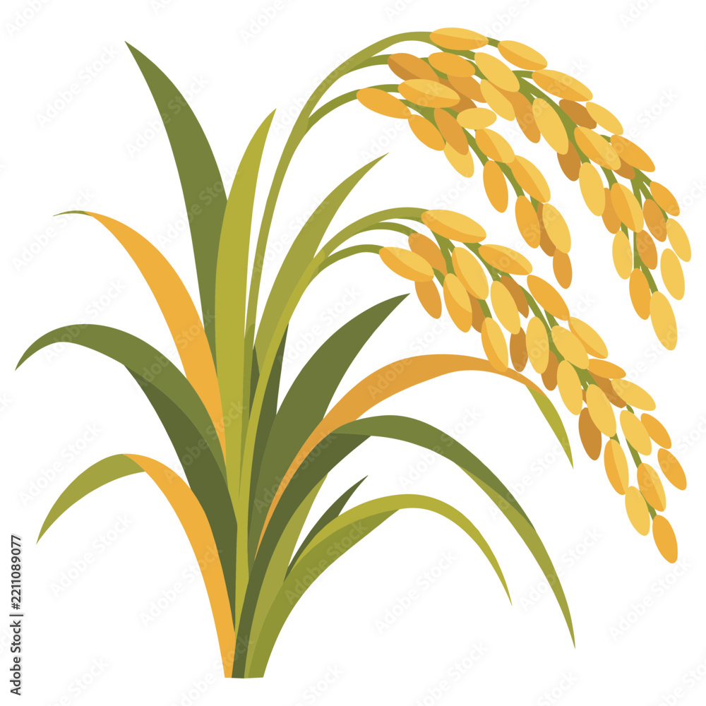 Fototapeta premium Reed, barley, rice ear
