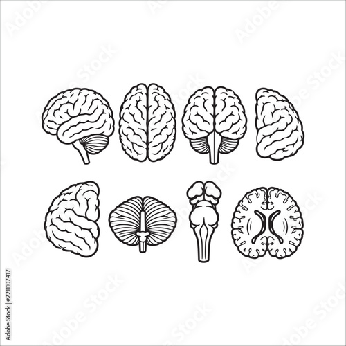 Human Brain Anatomy Icon Set - Vector Medical Diagram, Brain Hemispheres, Cerebellum, Brainstem, and Cross Section Line Art Icons