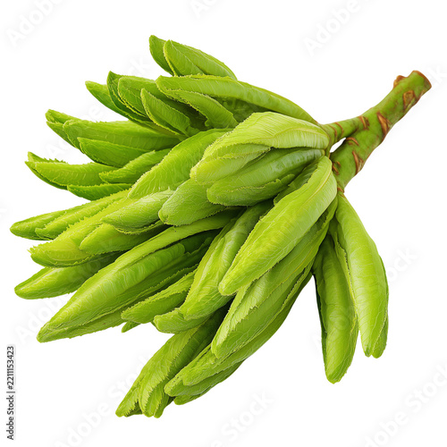 fresh Indian trumpet tree shoots on transparent png background