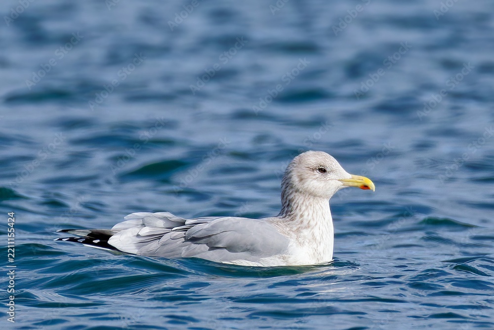 Fototapeta premium 瀬戸内海で泳ぐセグロカモメ(Vega Gull)