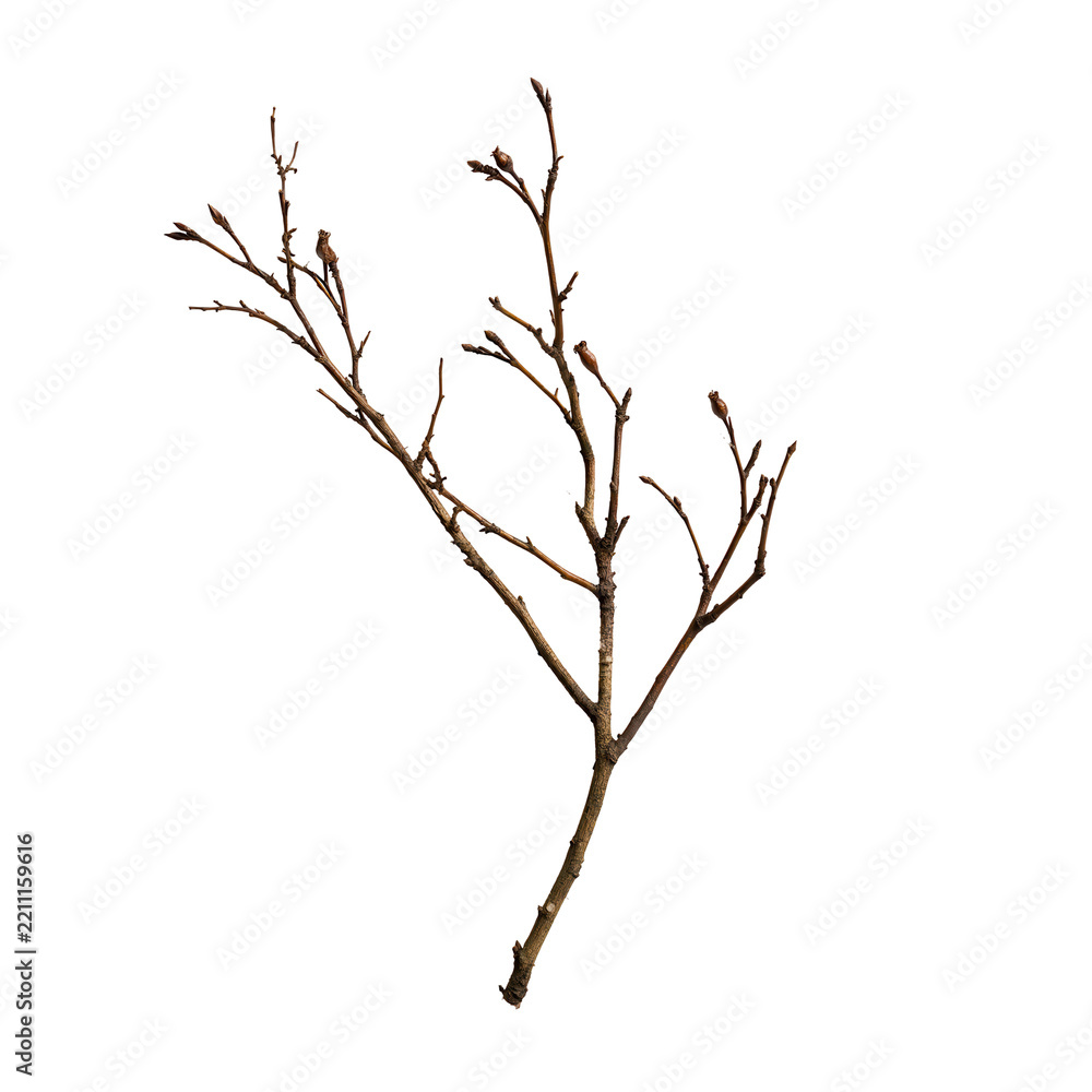 Fototapeta premium Bare branch with buds during spring isolation on transparent background