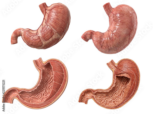 Medical 3D illustration set of the human stomach showing external anatomy, blood vessels, and internal cross-sections with mucosal folds, isolated on a transparent background.