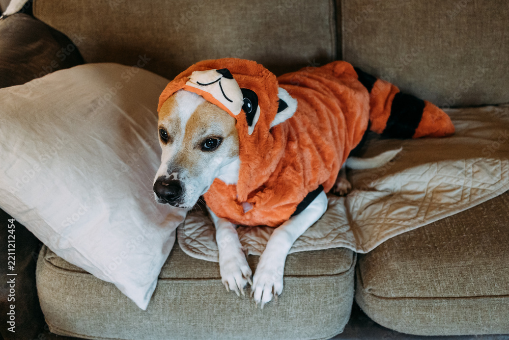 Obraz premium Dog Dressed in Red Fox Halloween Costume