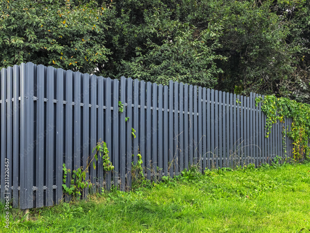 Fototapeta premium Long grey metal fence with green climbing vines