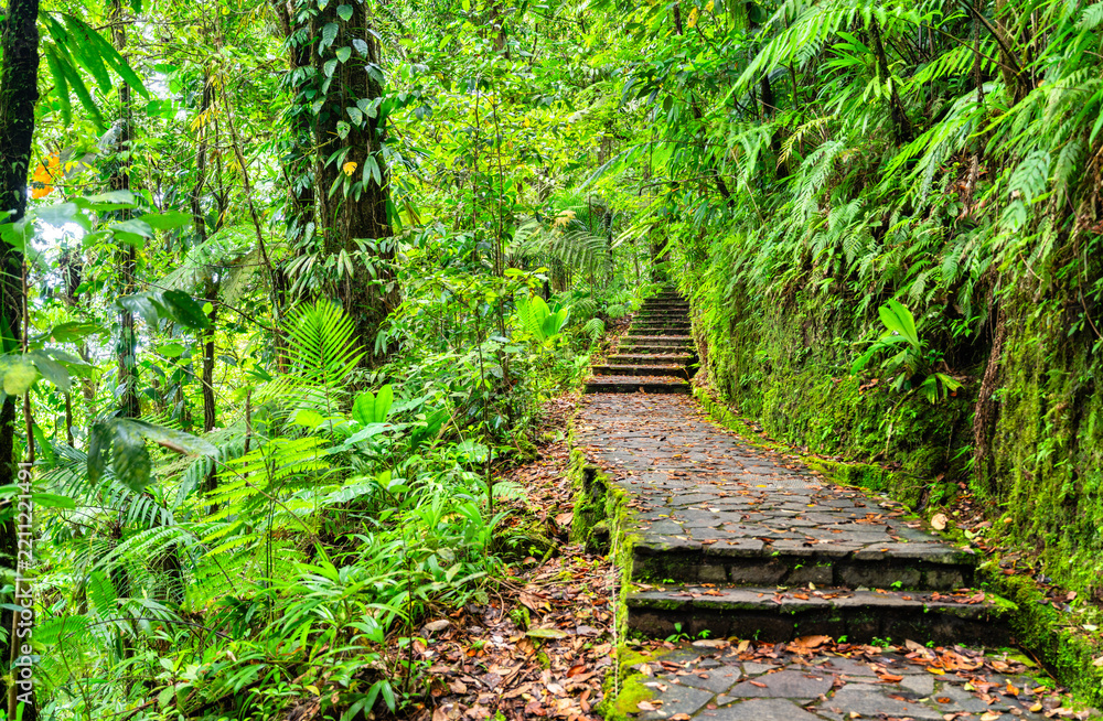 Obraz premium Stone path and stairs leading through dense tropical rainforest vegetation towards the Carbet Falls in Guadeloupe, Caribbean France