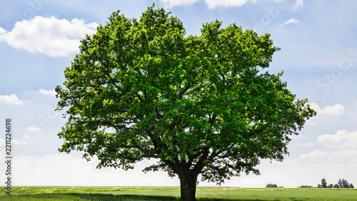tree in field