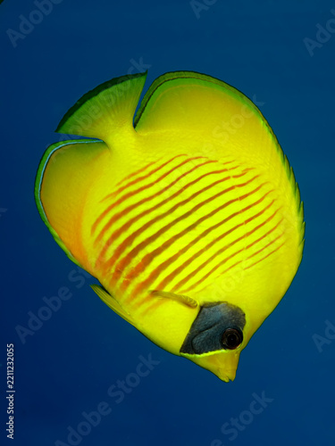 Masked butterflyfish ( Chaetodon semilarvatus). Taken in Sharm El Sheikh, Egypt.