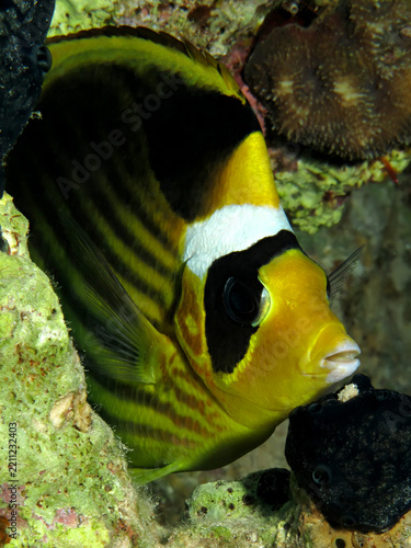 Red Sea Raccoon Butterflyfish (Chaetodon fasciatus). Taken in Red Sea, Egypt.