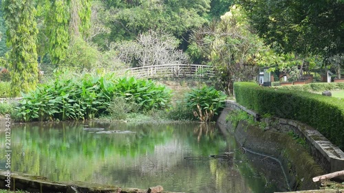 Tranquil Garden Pond with Lush Greenery and Wooden Bridge.